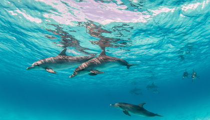 ALGARVE - DOLPHINS